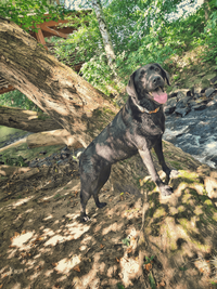 Labrador Welpen bei Kassel &ndash; Finden Sie Ihren neuen besten Freund bei unseren Labrador Welpen in der N&auml;he von Kassel.