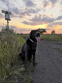 Labrador Z&uuml;chter bei Kassel &ndash; Professionelle Zucht von Labrador Welpen in der N&auml;he von Kassel. Besuchen Sie uns f&uuml;r Ihren neuen Welpen!