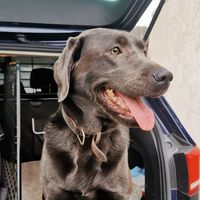 Labrador Welpen Nordhessen &ndash; Charmante und gesunde Welpen aus Nordhessen. Jetzt informieren und Welpen finden!